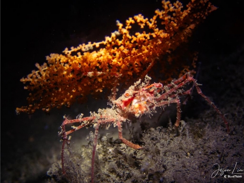 鏡頭下展現潮境生態之美 作品首見深海蜘蛛蟹