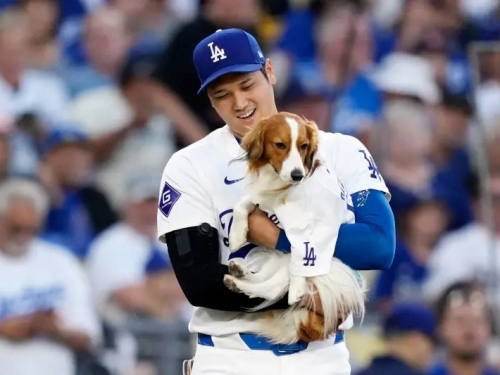MLB》大谷翔平愛犬開球竟然爆紅！球迷紛紛敲碗：「要做Decoey的銅像」