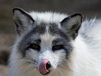 七種最美麗的狐狸