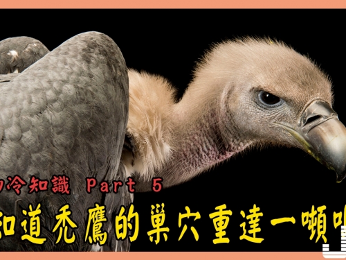 50個你不知道的動物冷知識 Part 5