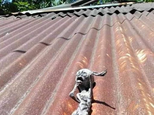 屋頂驚見迷你乾屍3手指‥外星迷嗨翻