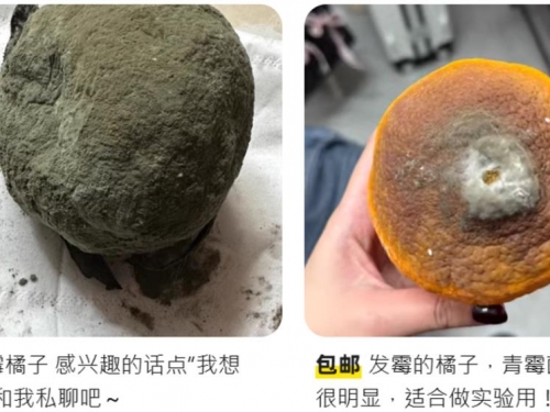 二手平台「發黴橘子」一顆賣2200元！用途曝光…陸網友傻眼