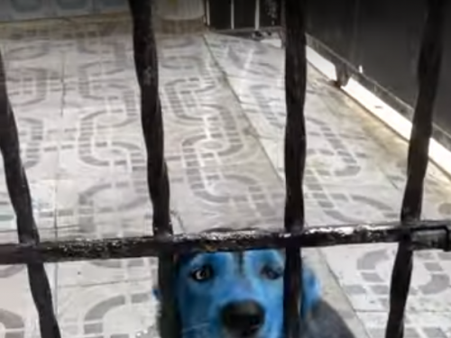 又是哈士奇！咬爆顏料罐自己也遭殃 「阿凡達狗」模樣笑翻主人