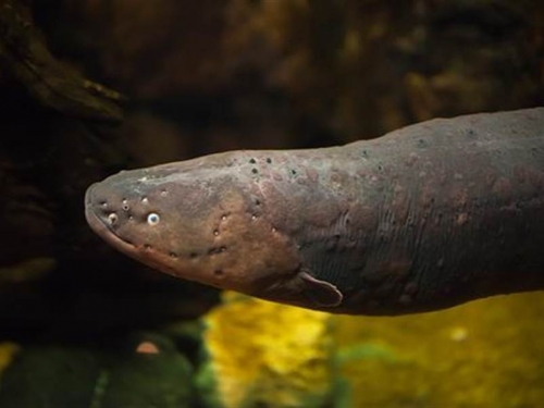 食人魚餓10天大戰電鰻 水中霸主是牠