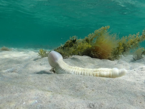 海底驚見白色「陰莖魚」 看了全臉紅