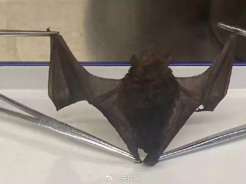 入境班機客艙驚見「不速之客」偷渡 活捉照片曝光太驚人