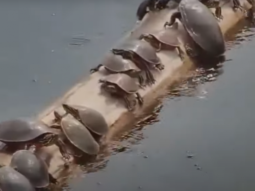 《百戰百勝》？龜群平衡難協調浮木轉不停 網友笑：同龜於浸