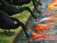 深圳野生動物園天鵝湖奇景：黑天鵝喂錦鯉