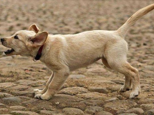 人看不到的東西，狗為何能看到？科學家給出了解釋