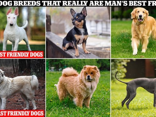 狗狗全是「人類好朋友」？新研究曝這種狗可能沒那麼愛你
