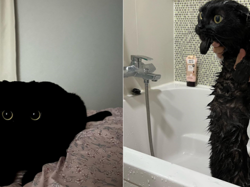 黑貓洗澡洗成「新品種生物」？網笑︰好長1條喔