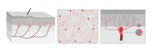 科學家又發現新的皮下「器官」，它才是疼痛感起點
