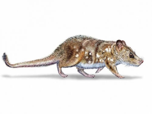 超萌！恐龍時代有老鼠？智利挖到7400萬年前「壓縮耶瑟獸」