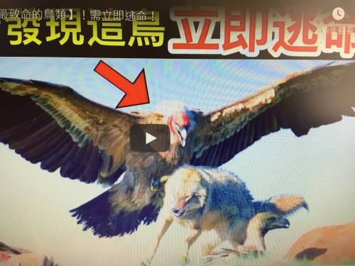 10個世界上【最致命的鳥類】！需立即逃命