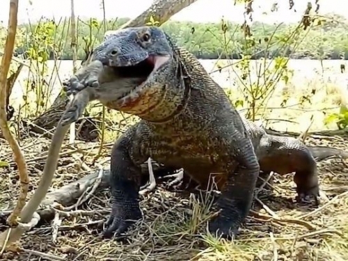 恐怖慎入！科摩多巨蜥兇猛獵殺　6口活吞猴子畫面曝光