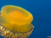 前在地中海拍攝到的神奇海洋生物——蛋黃水母