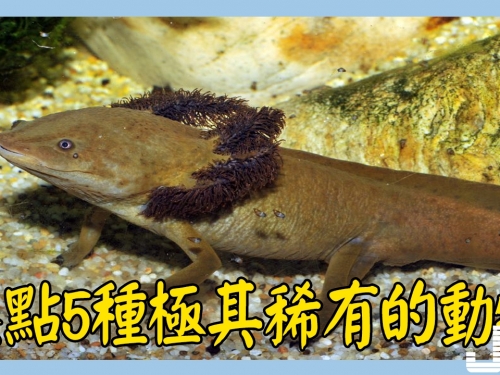 盤點5種極其稀有的動物，第3種曾絕跡了一個世紀