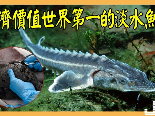 經濟價值世界第一的淡水魚，一次產卵七百多萬顆堪稱活著的印鈔機