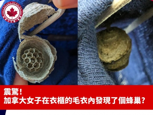 黃蜂直奔衣櫃後消失 女驚覺不對 毛衣裡翻出「灰色燈管」