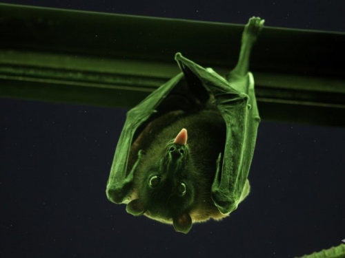 紫外光一照，科學家意外發現蝙蝠身體泛出幽幽綠光