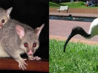 有些東西不是大就好，還要…善良可愛