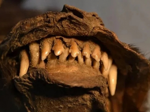 在未知生物胃中！科學家發現14000年前滅絕生物的最後一塊肉