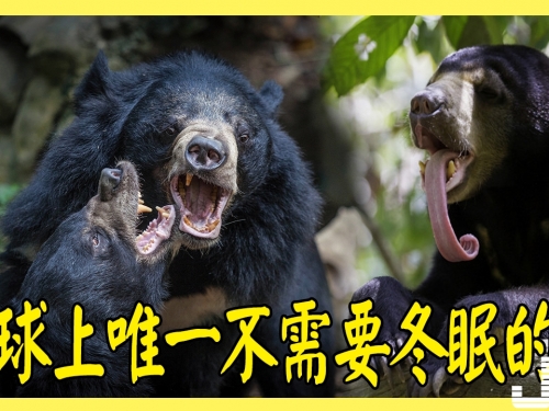 地球上唯一不需要冬眠的熊，膽子小還怕冷