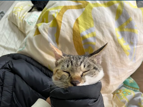 發現喵星人新品種？ 房間驚見「貓貓蟲」嚇壞主人