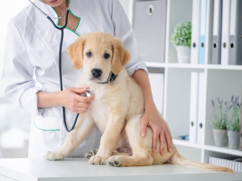 愛犬誤吞異物 手術取出丁字褲 人妻一看崩潰：不是我的
