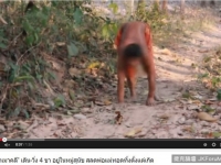 從小跟狗一起長大　泰國15歲「狗男孩」用四肢走路