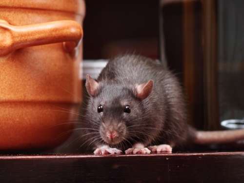 「料理鼠王」爽嗑餐廳滷水鴨 吃到見骨網全傻：懂吃