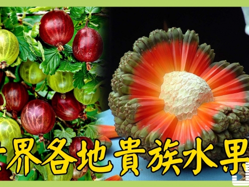 這些水果吃過5種以上是土豪，吃過10種以上就是貴族！Part 1