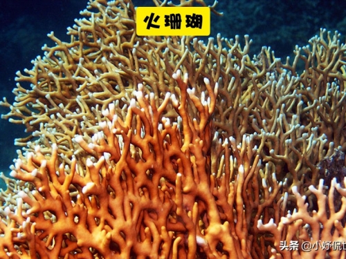 7種看似無害 實際卻存在一定危險的海洋動物