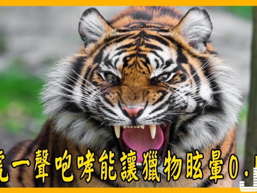 野生老虎在面對獵物的時候，一聲咆哮可以讓對方眩暈0.5秒