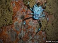 牠做完愛必「自宮」　是為施展護妻神功