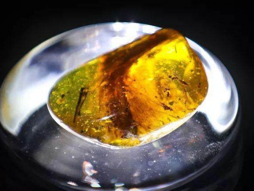 全球首個恐龍琥珀被發現，其中的尾巴活靈活現，距今已有幾億年