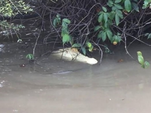 澳洲北領地達爾文河流驚現罕見的白色鳄魚