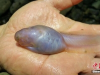 罕見！探險隊洞穴發現14公分巨無霸蝌蚪