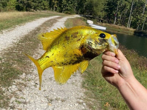 罕見！ 她釣到「黃金太陽魚」 鱗片閃亮耀眼