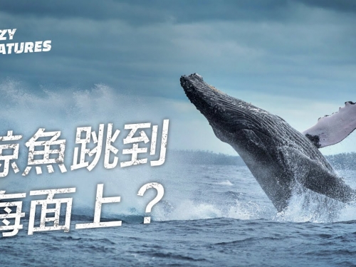 為什麼鯨魚要跳到水面上？| 奇怪動物紀錄片