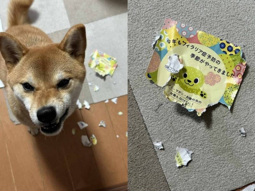 柴柴氣急敗壞咬爛「這封信」 飼主一看笑翻：牠肯定看得懂字