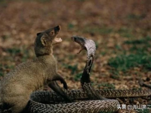 地球上最喜歡“欺負”蛇的動物,只有巴掌大,對付眼鏡蛇只需5分鐘
