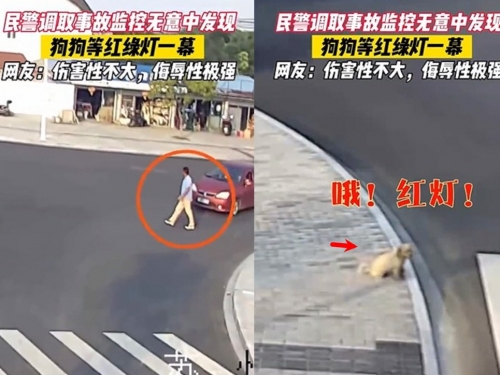 男子無視紅燈遭撞飛！ 警看監視器驚嘆：人不如狗！