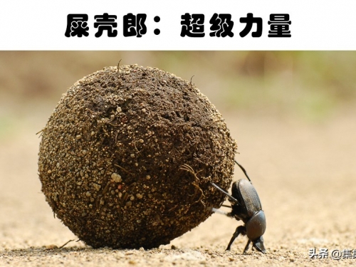 擁有“超能力”的動物：以人類角度來看，擁有超能力的10種動物