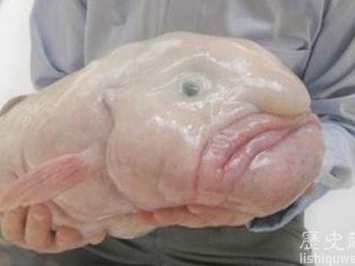 世界上最奇怪的動物：最憂傷的魚你見過嗎