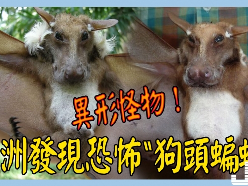 異形怪物！非洲發現難以置信的“狗頭蝙蝠”就像小狗長了翅膀