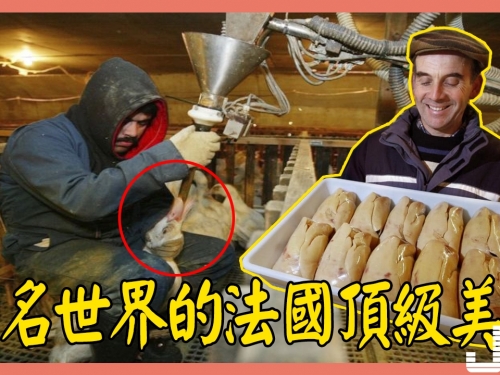 聞名世界的法國頂級美食, 比黃金還貴, 每天生灌12公斤飼料