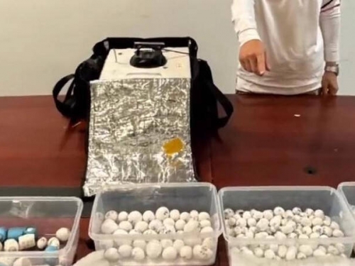 史上最狂滅證！223顆鸚鵡蛋慘遭沖馬桶 竟奇蹟孵出37隻