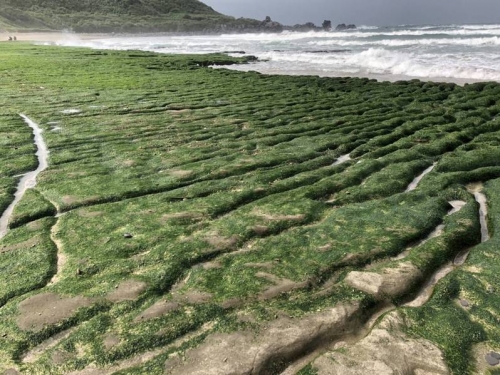 千萬別踩！期間限定石門海岸綠石槽 北觀處今年首開罰5千