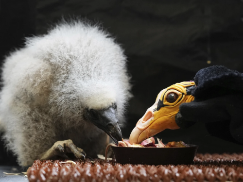 布拉格動物園最暖騙局 操偶育雛只為禿鷲寶寶的未來